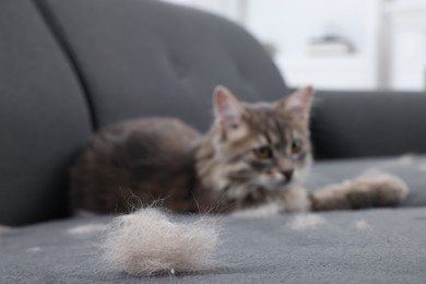 Photo of Cute cat and pet hair on grey sofa indoors, selective focus