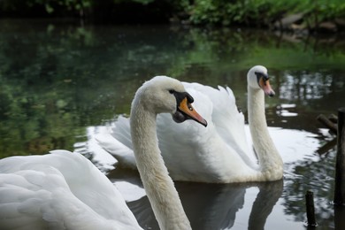 Beautiful white swans swimming in lake outdoors
