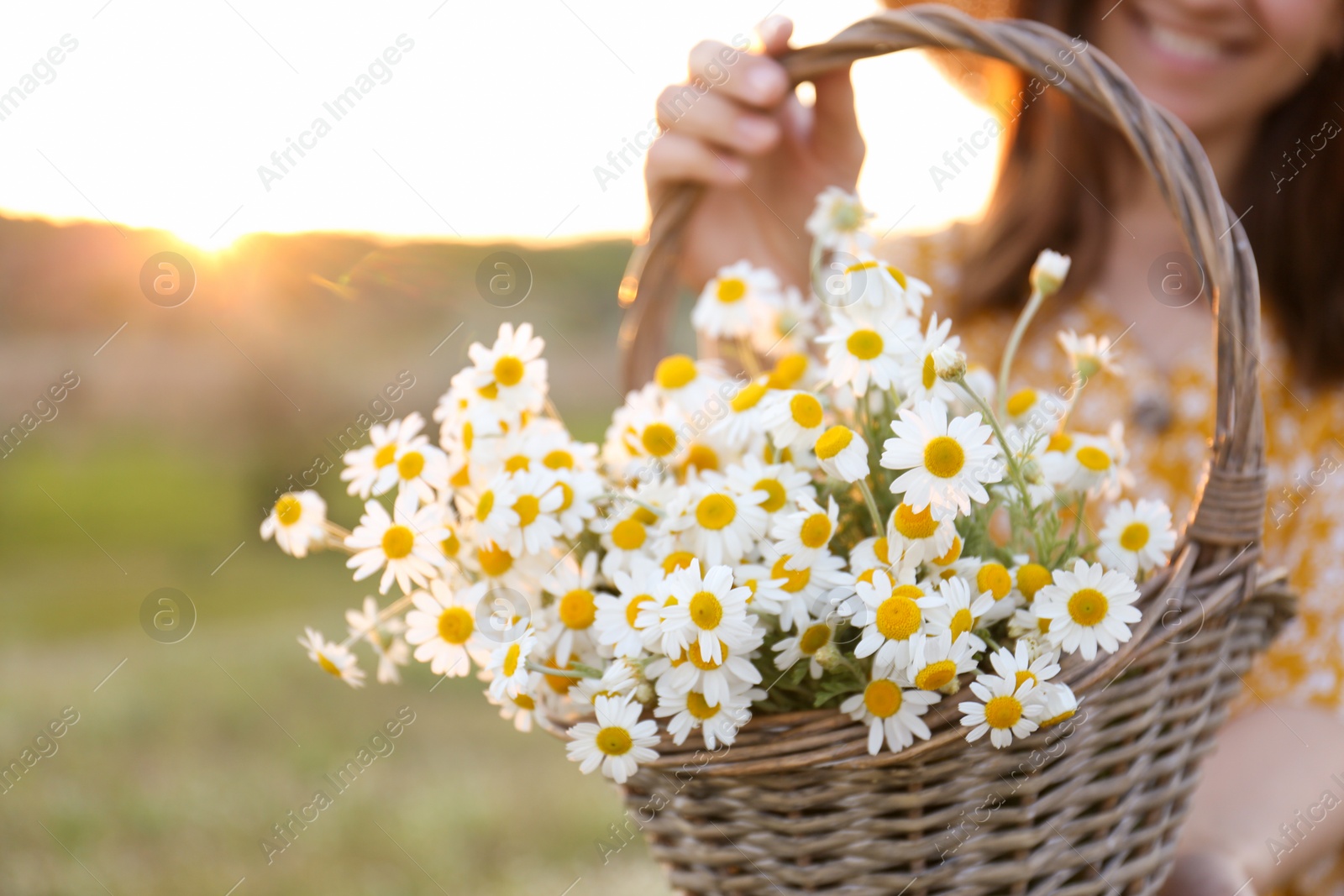 Photo of Woman with wicker basket full of chamomiles outdoors, closeup