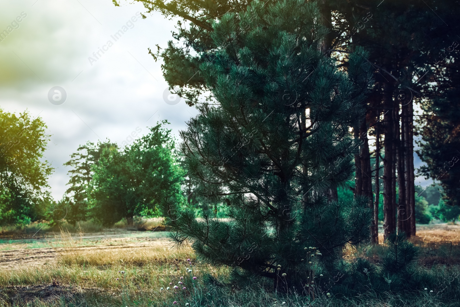 Photo of Beautiful view of pine forest near country road. Fantasy setting