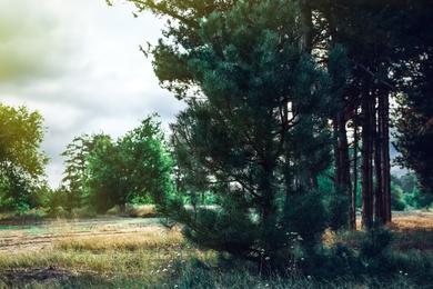 Photo of Beautiful view of pine forest near country road. Fantasy setting