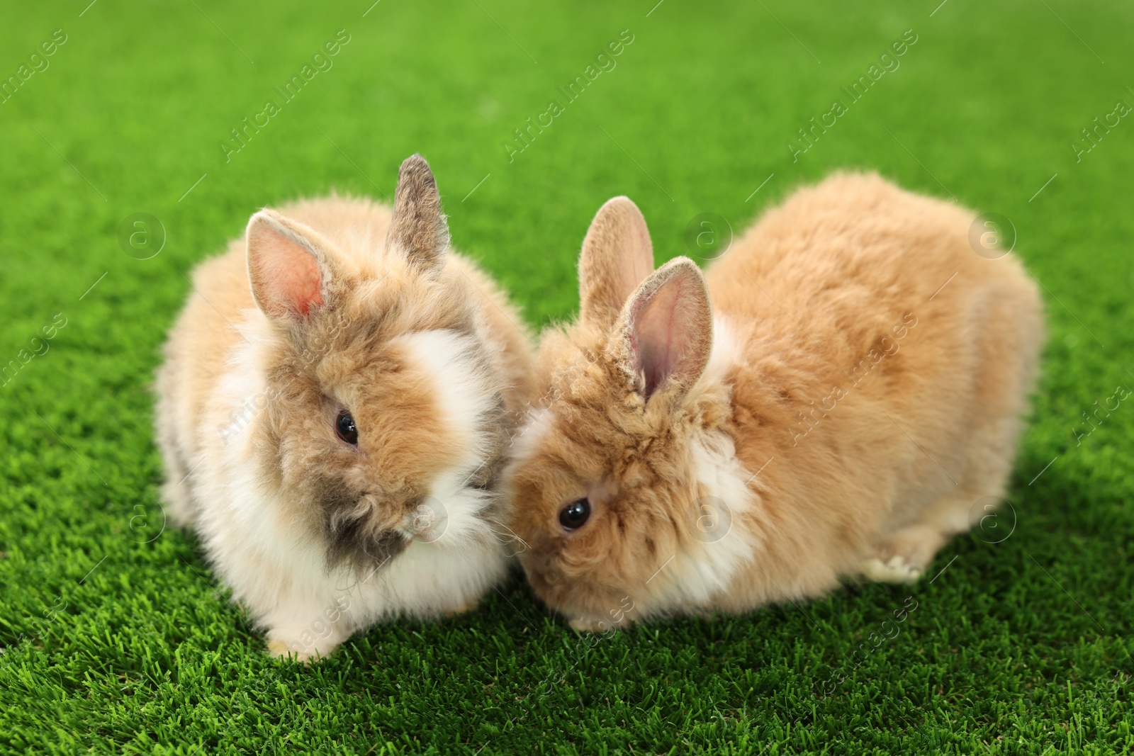 Photo of Cute fluffy pet rabbits on green grass