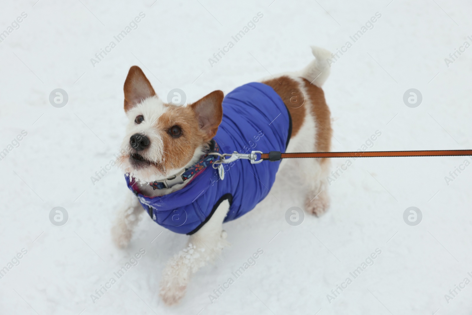 Photo of Cute Jack Russell Terrier in pet jacket on snow outdoors, above view