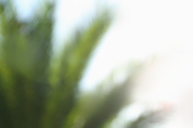 Blurred view of palm leaves on sunny day outdoors. Bokeh effect