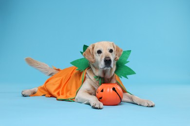 Photo of Cute Labrador Retriever dog in Halloween costume with trick or treat bucket on light blue background