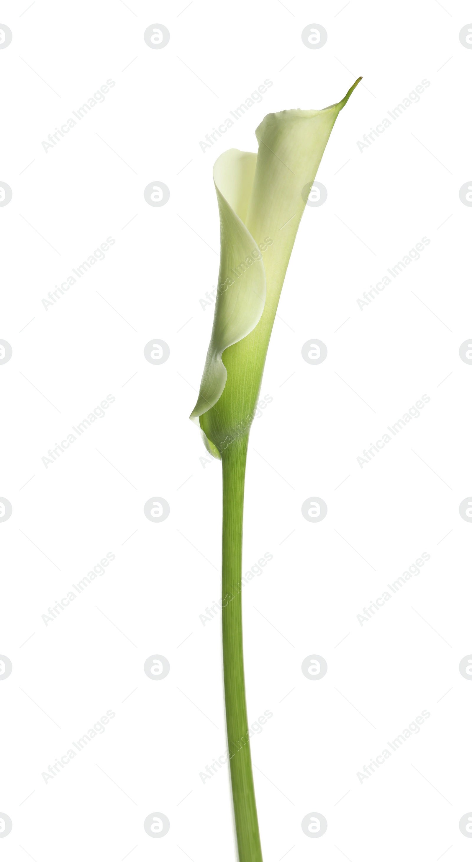 Photo of Beautiful calla lily flower on white background