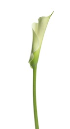 Photo of Beautiful calla lily flower on white background