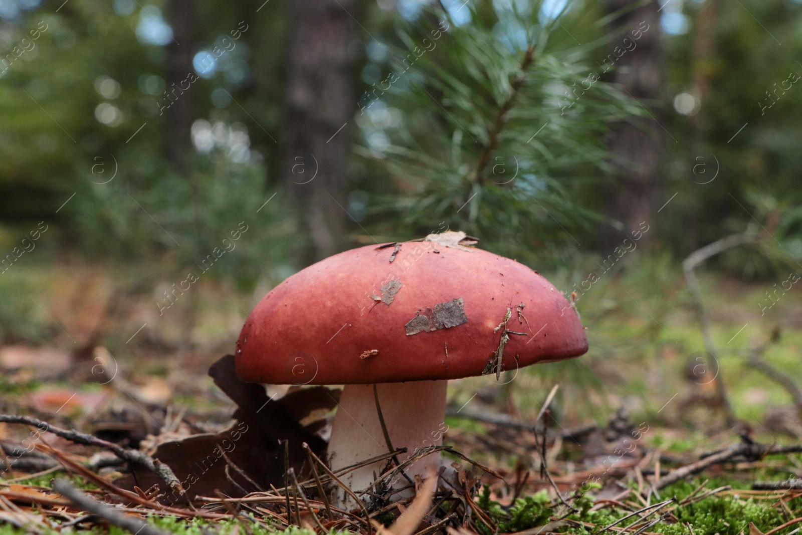 Photo of Russula mushroom growing in forest, closeup. Space for text