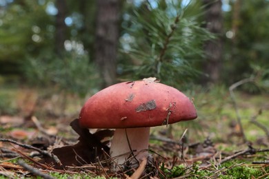 Russula mushroom growing in forest, closeup. Space for text