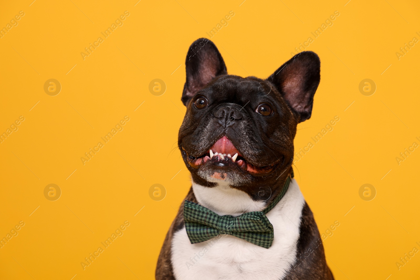 Photo of Adorable French Bulldog with bow tie on orange background
