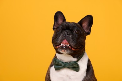 Adorable French Bulldog with bow tie on orange background