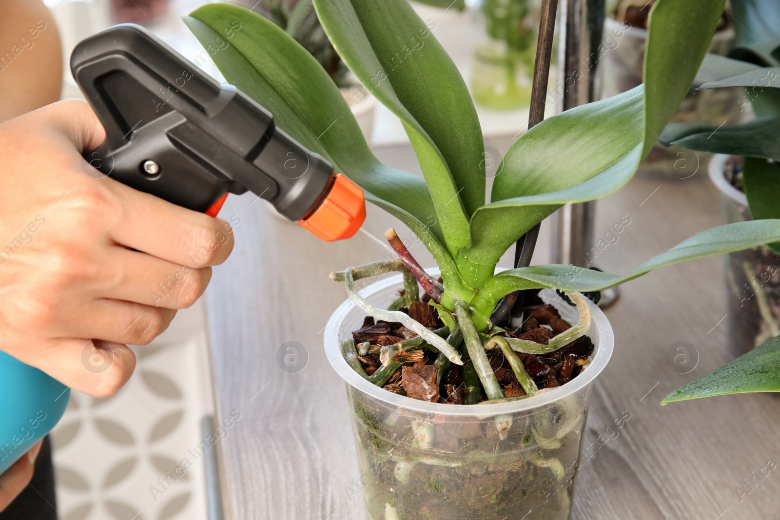 Photo of Woman spraying orchid plant on window sill, closeup