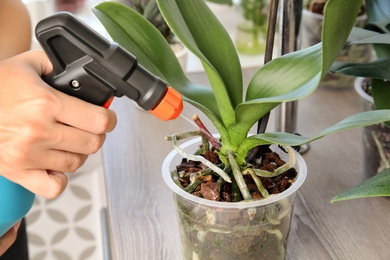 Woman spraying orchid plant on window sill, closeup