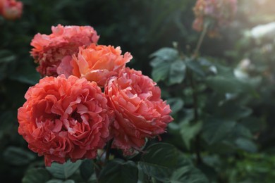 Image of Beautiful blooming pink roses on bush outdoors, space for text