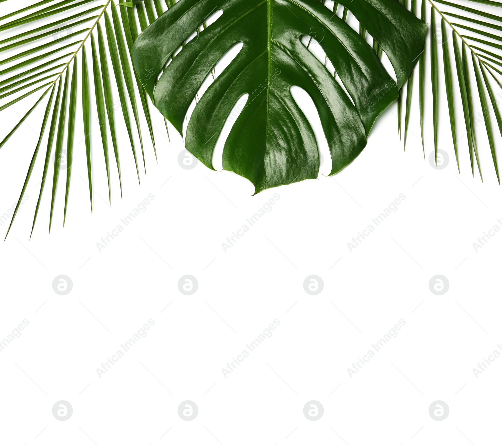 Photo of Fresh tropical leaves on white background, top view