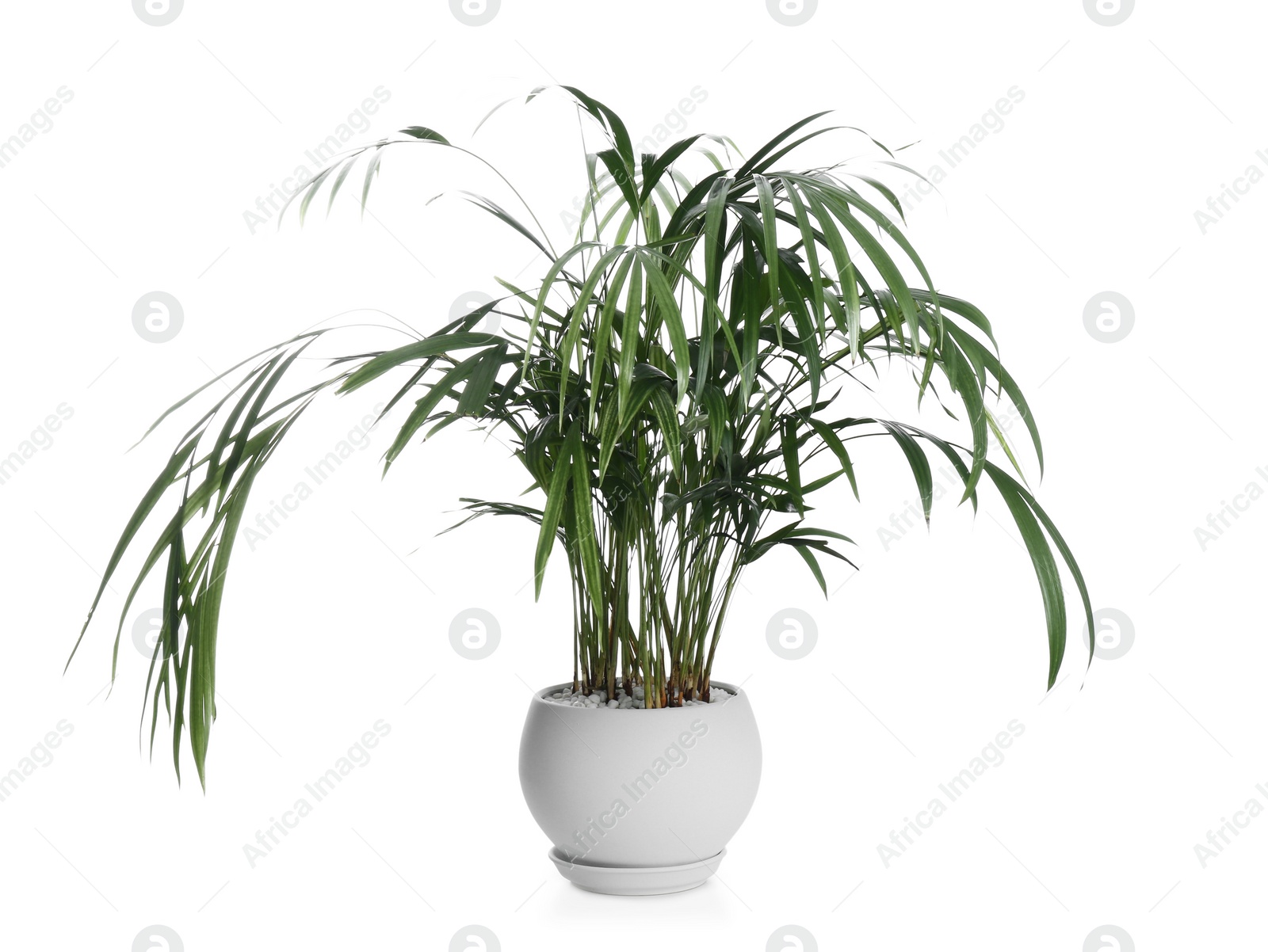 Photo of Beautiful exotic house plant isolated on white