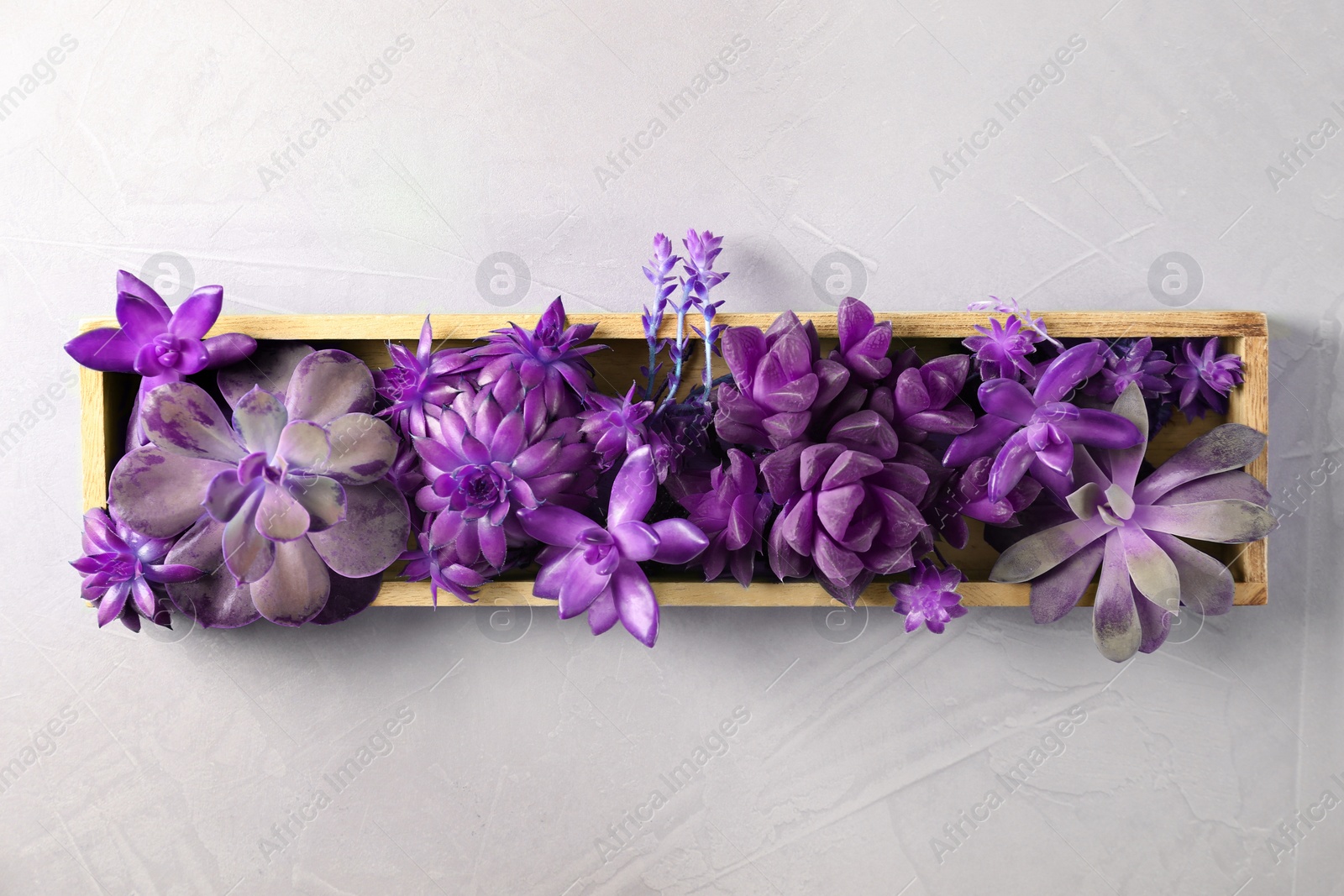 Image of Many different echeverias in wooden tray on light grey background, top view. Succulent plants