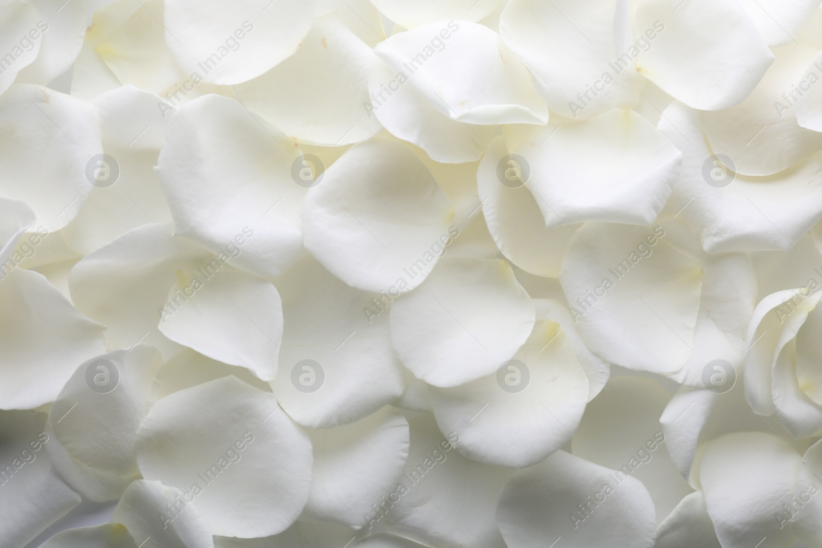 Photo of Beautiful white rose flower petals as background, top view