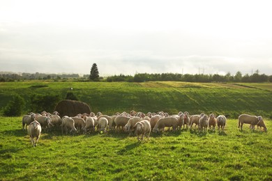 Photo of Many beautiful sheep grazing on pasture. Farm animals