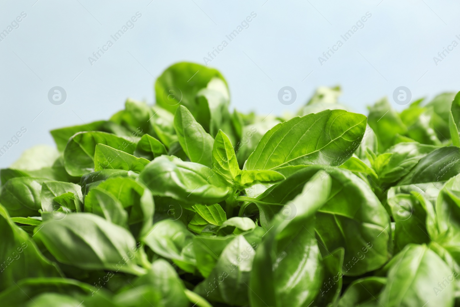 Photo of Fresh green basil leaves on light background, closeup