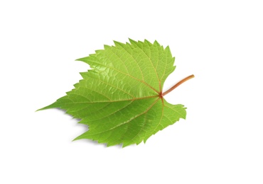 Fresh green leaf isolated on white. Grape plant