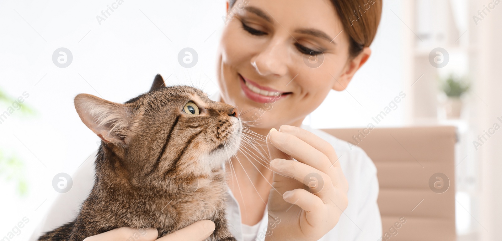 Image of Veterinarian giving pill to cute cat in clinic. Banner design