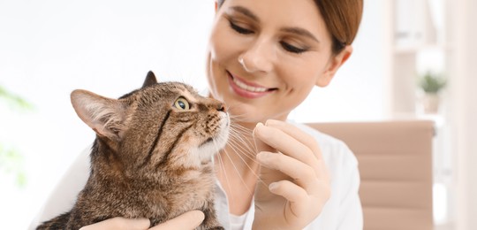 Image of Veterinarian giving pill to cute cat in clinic. Banner design