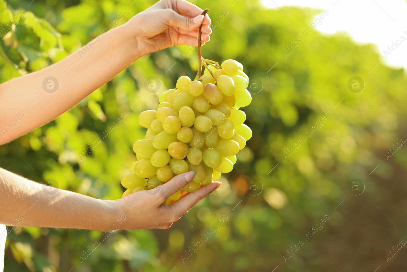 Photo of Woman holding bunch of fresh ripe juicy grapes in vineyard, closeup