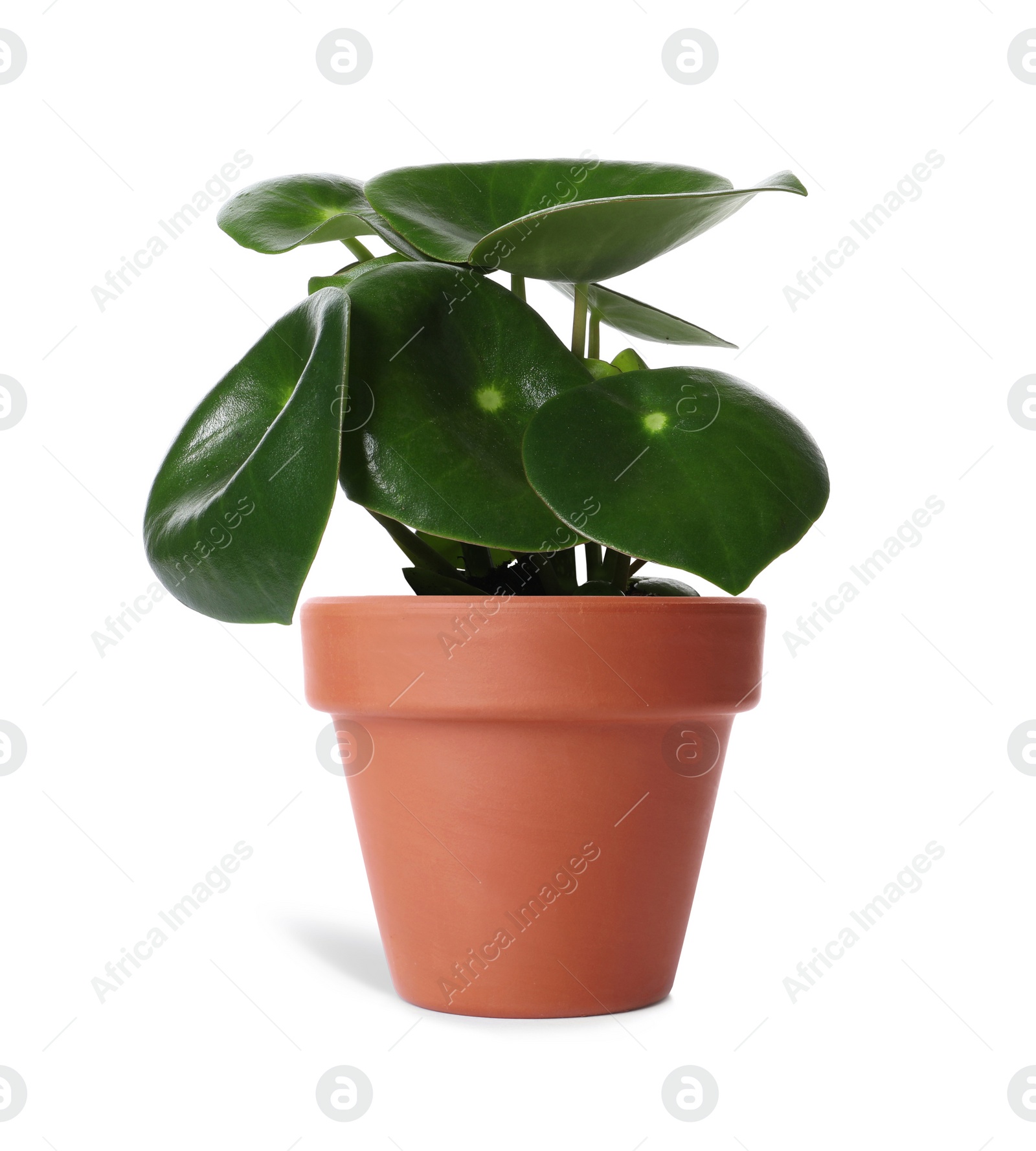 Image of Peperomia plant in terracotta pot isolated on white. House decor