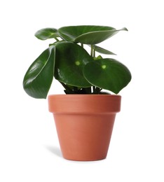 Peperomia plant in terracotta pot isolated on white. House decor