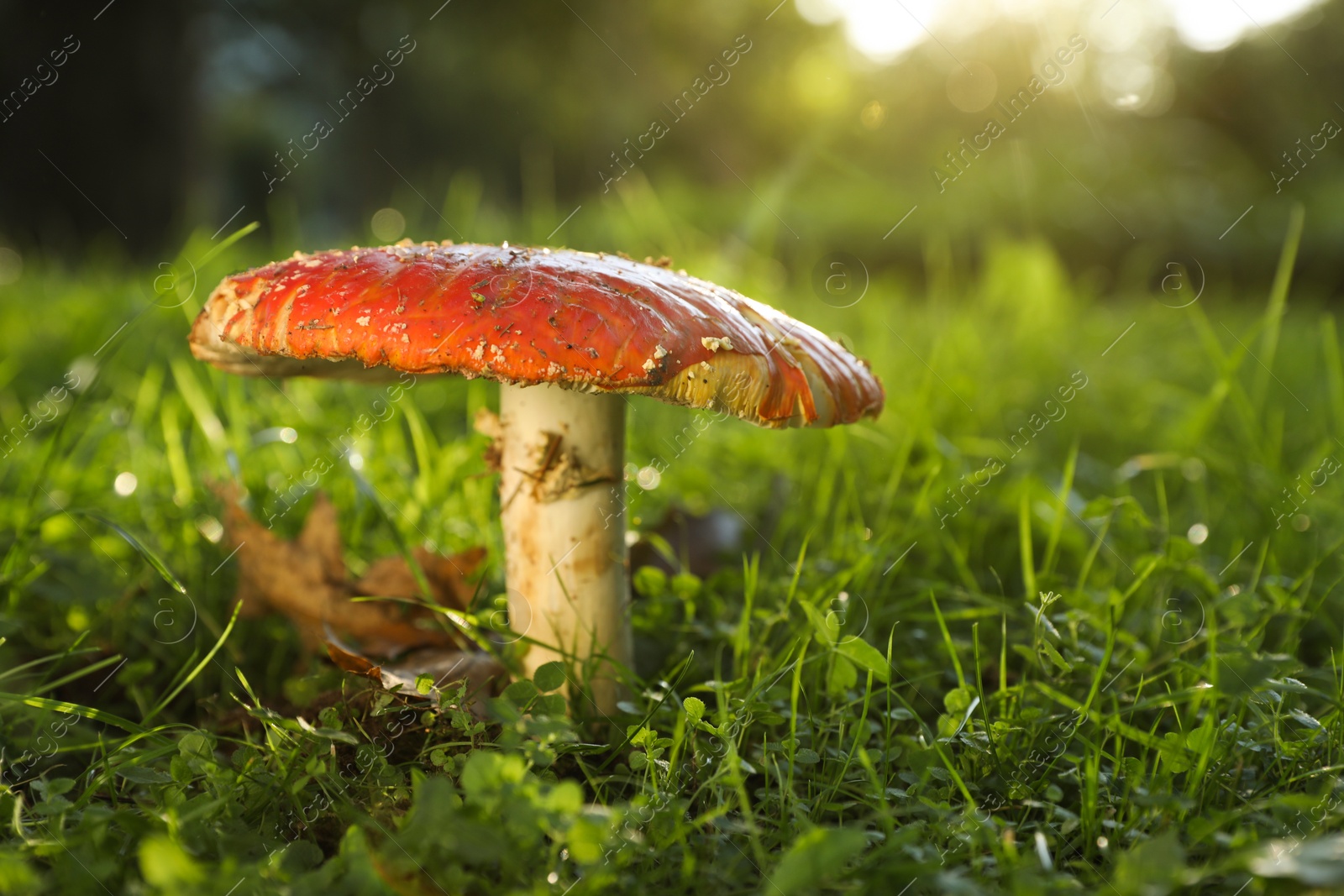 Photo of One poisonous mushroom growing in forest, closeup. Space for text