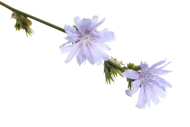 Photo of Beautiful blooming chicory flowers on white background