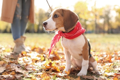 Woman walking her cute Beagle dog in park on autumn day