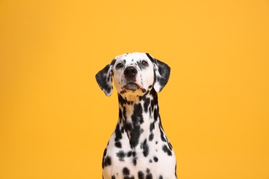 Photo of Adorable Dalmatian dog on yellow background. Lovely pet