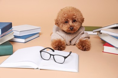 Photo of Cute Maltipoo dog in knitted sweater surrounded by many books on beige background