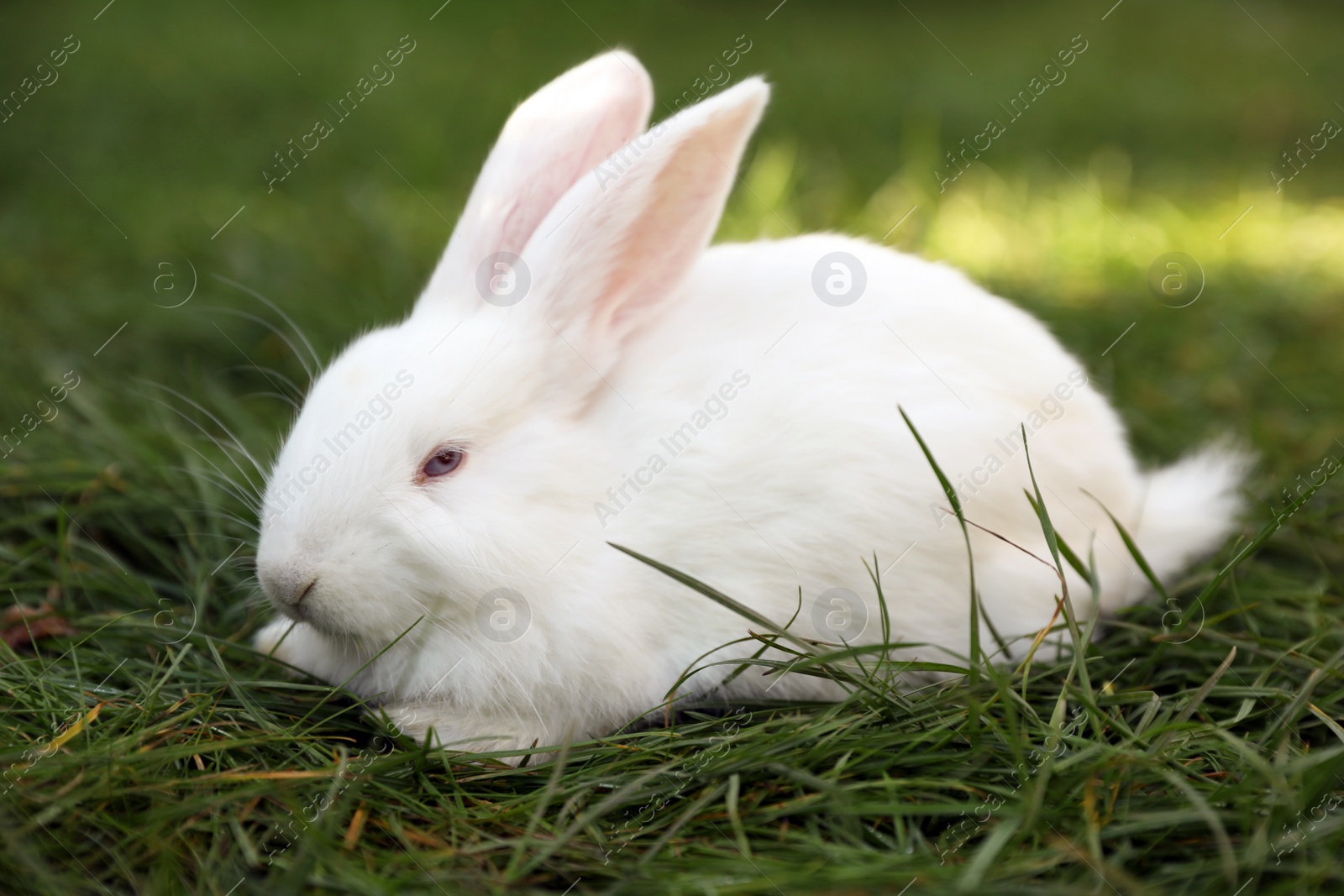 Photo of Cute white rabbit on green grass outdoors