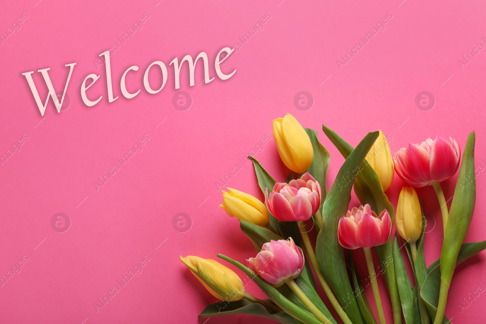 Image of Welcome card. Beautiful tulip flowers and word on pink background, top view
