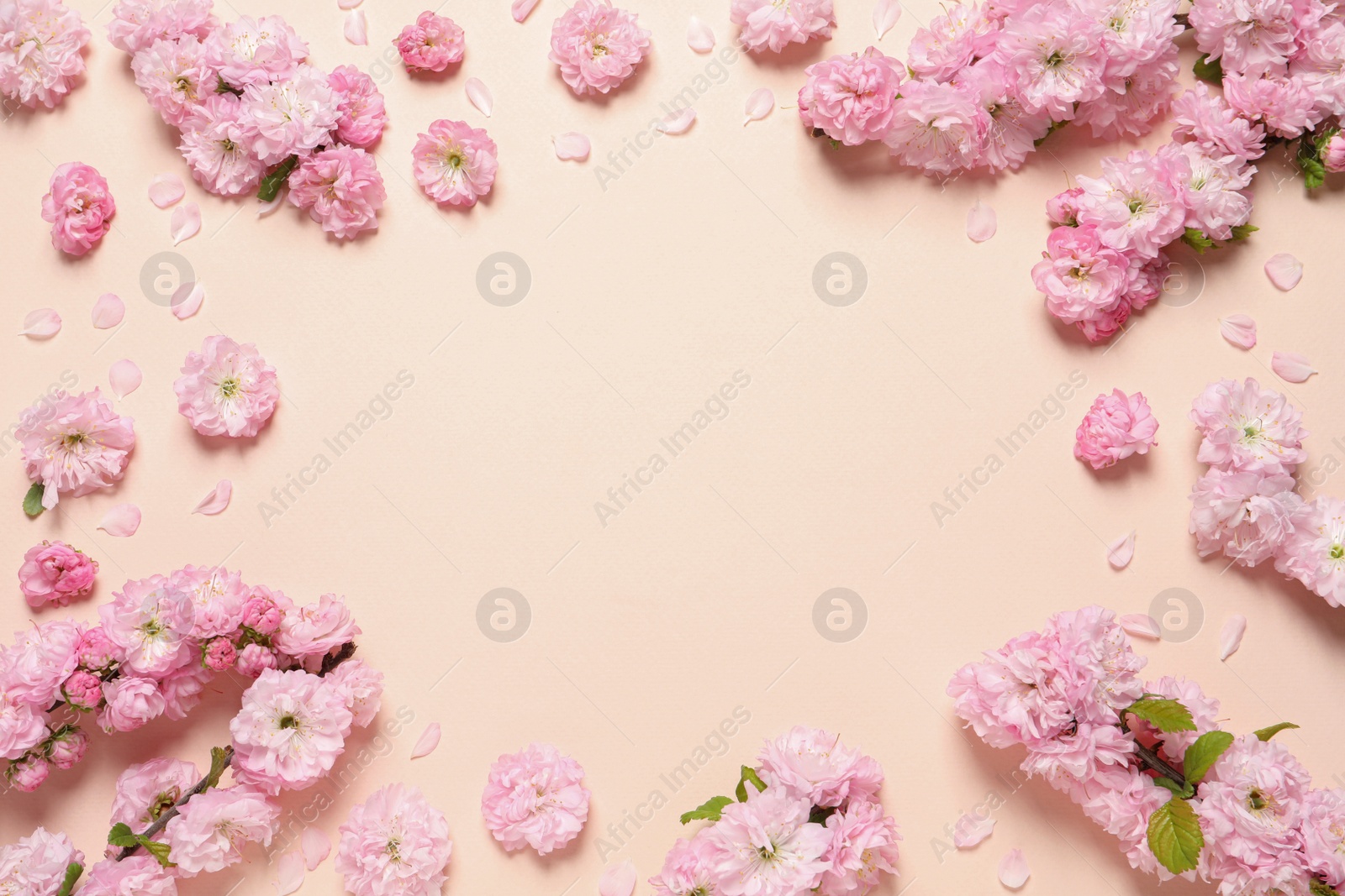 Photo of Frame of beautiful sakura tree blossoms on beige background, flat lay. Space for text