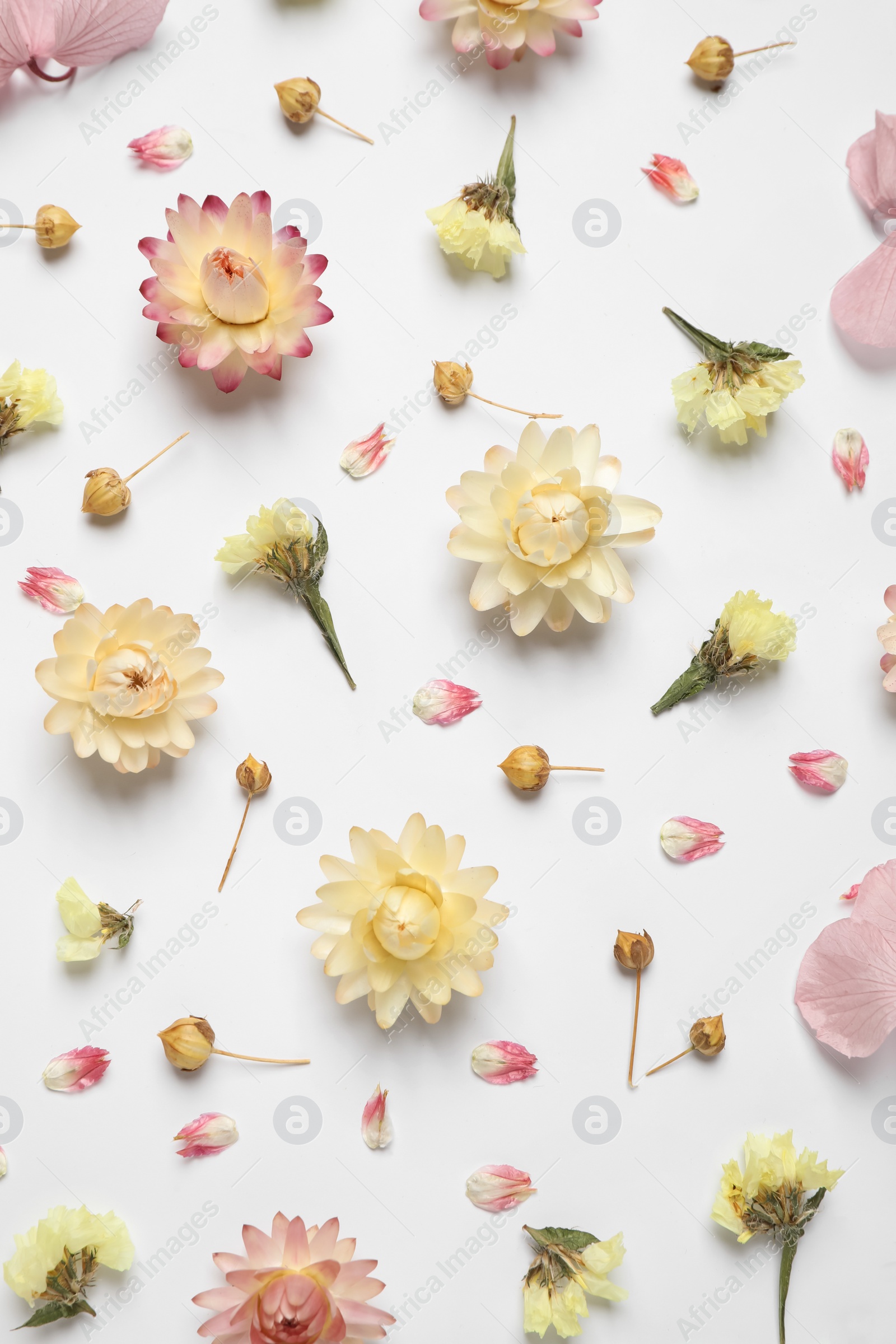 Photo of Beautiful fresh and dry flowers on white background, flat lay