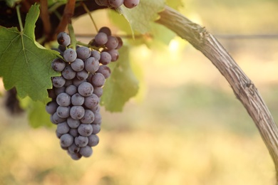 Photo of Delicious ripe grapes in vineyard. Harvest season