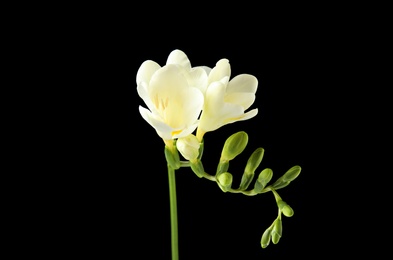 Beautiful freesia with fragrant flowers on black background