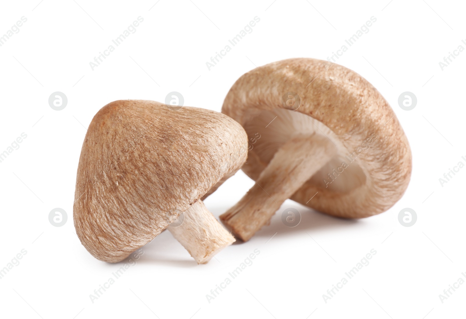 Photo of Fresh wild mushrooms on white background. Edible fungi