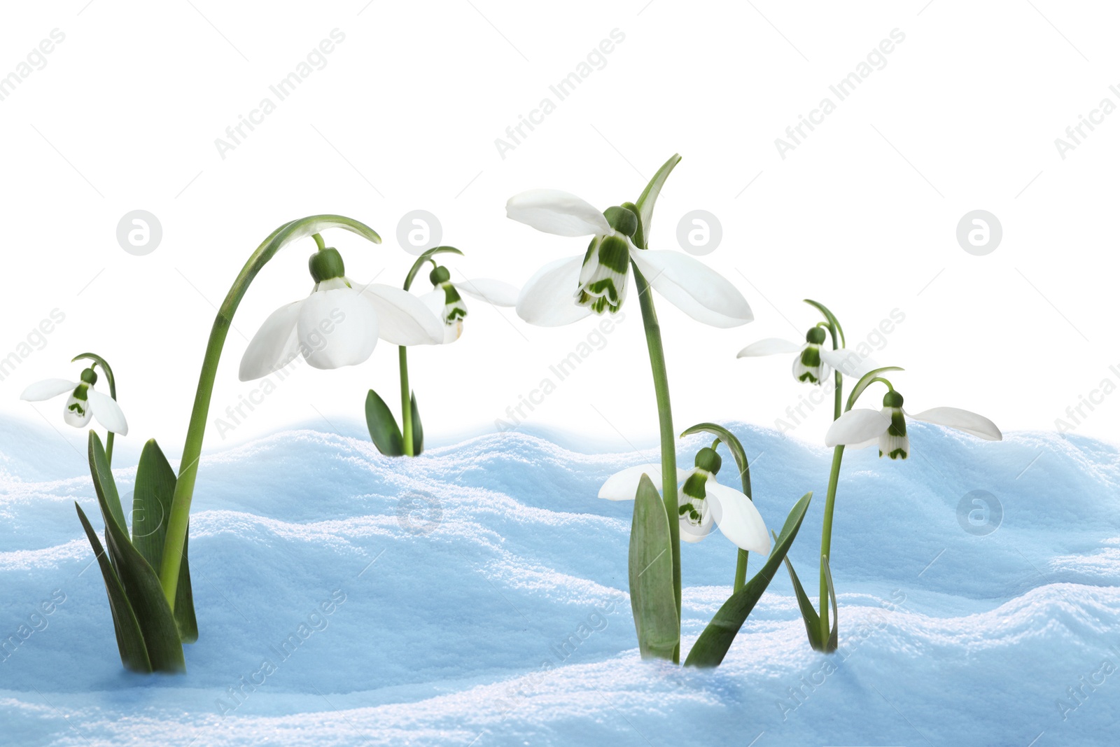 Image of Beautiful snowdrops growing through snow against white background. First spring flowers