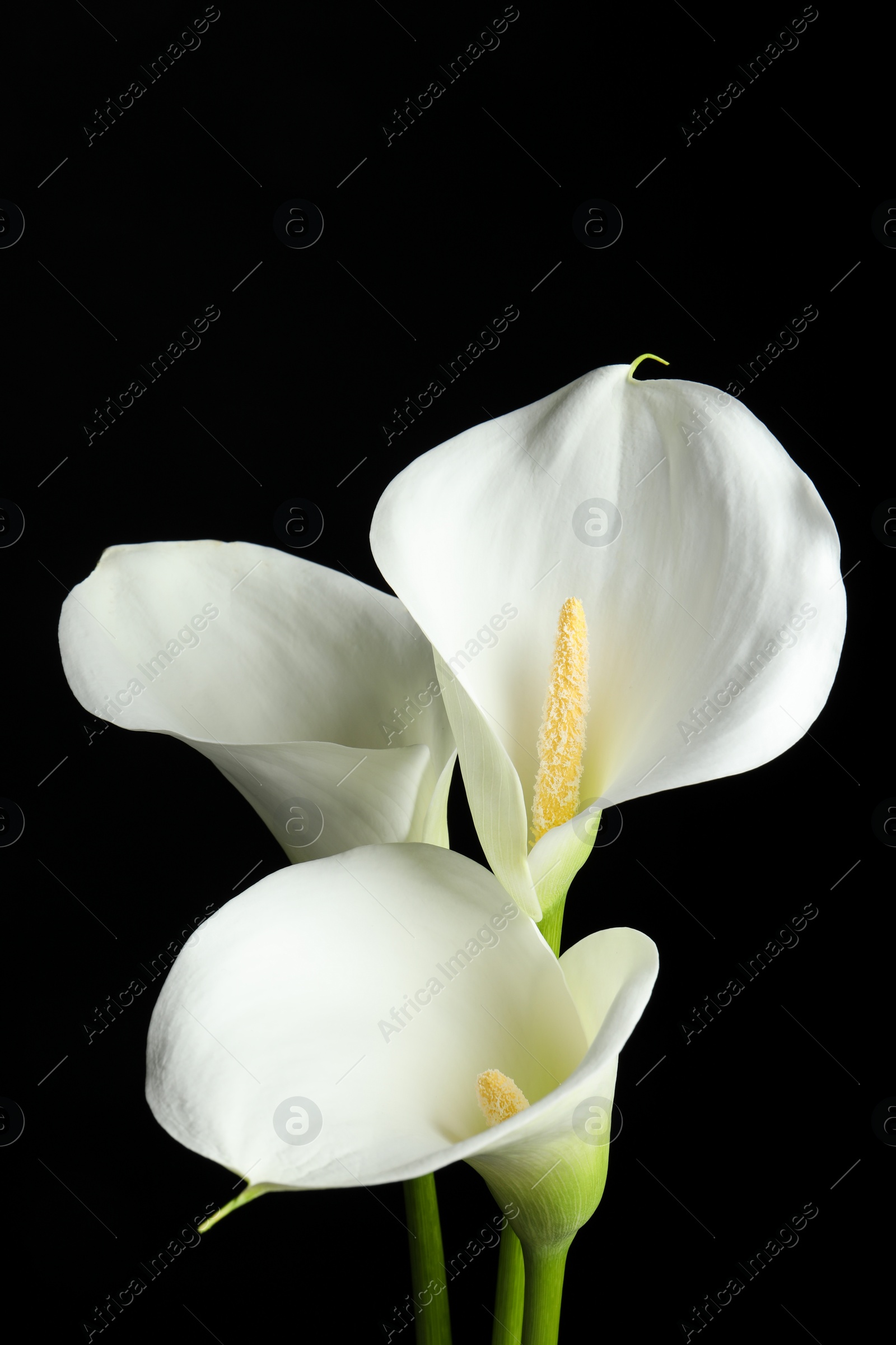 Photo of Beautiful calla lily flowers on black background