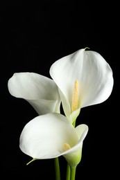 Beautiful calla lily flowers on black background