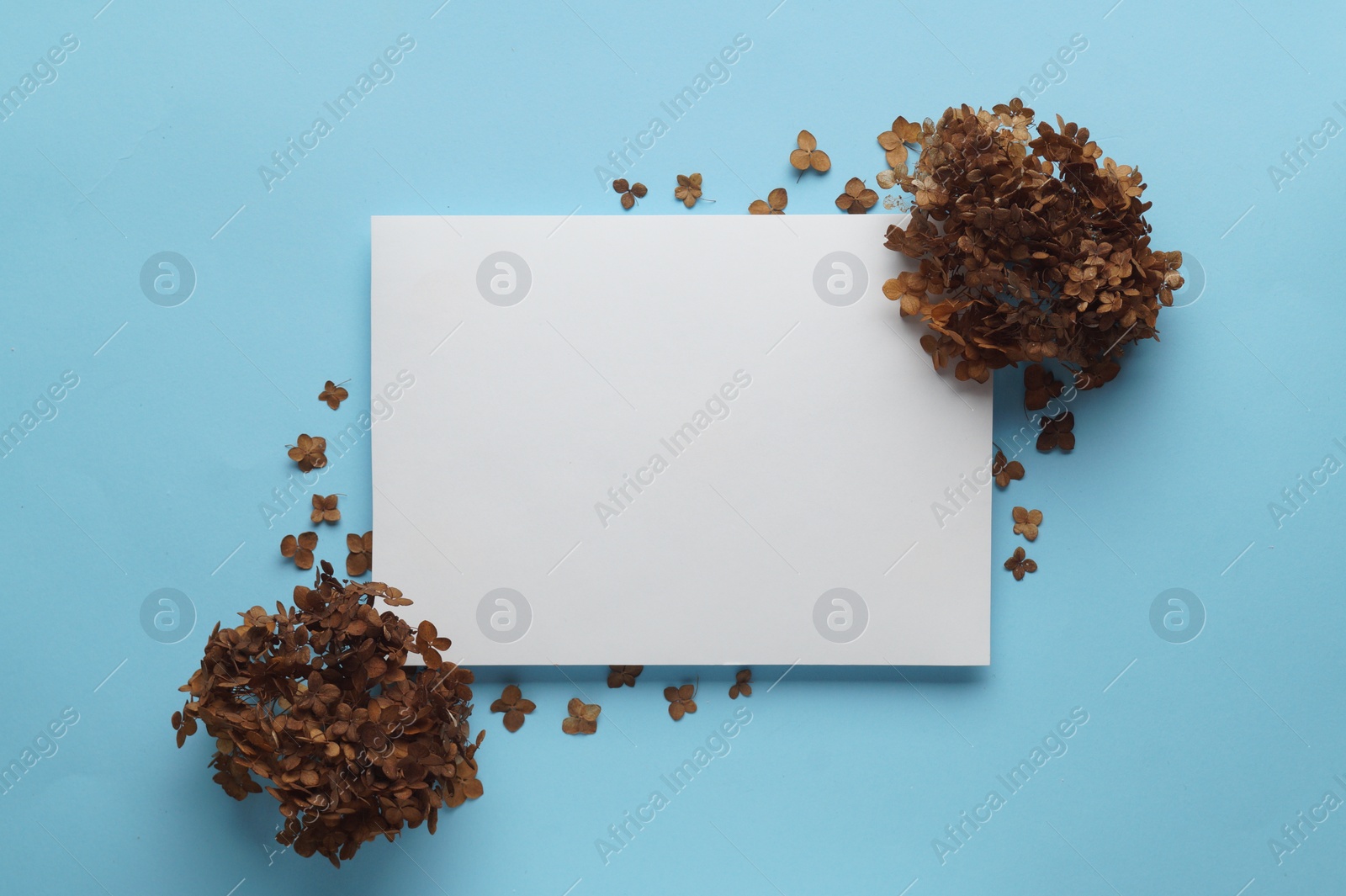 Photo of Dried hortensia flowers and sheet of paper on light blue background, flat lay. Space for text