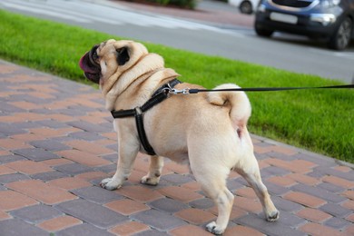 Cute pug with leash outdoors. Dog walking