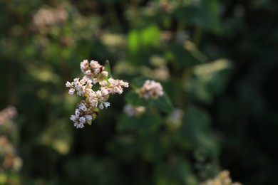 Photo of Closeup view of beautiful blossoming buckwheat flowers