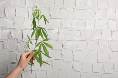 Photo of Woman holding hemp plant near white wall, closeup. Space for text