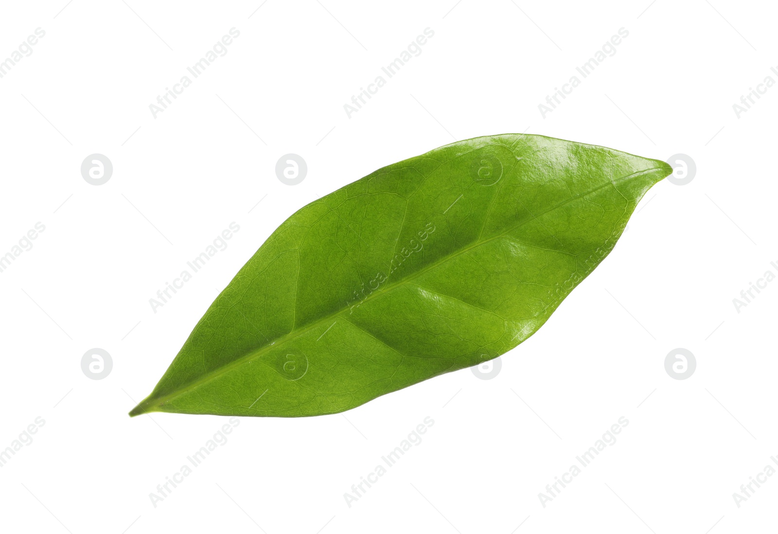 Photo of Fresh green coffee leaf isolated on white